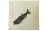Uncommon Fish Fossil (Mioplosus) - Wyoming #222823-1